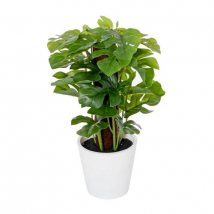 MONSTERA V PLASTOVOM KVETINÁČI 24 CM