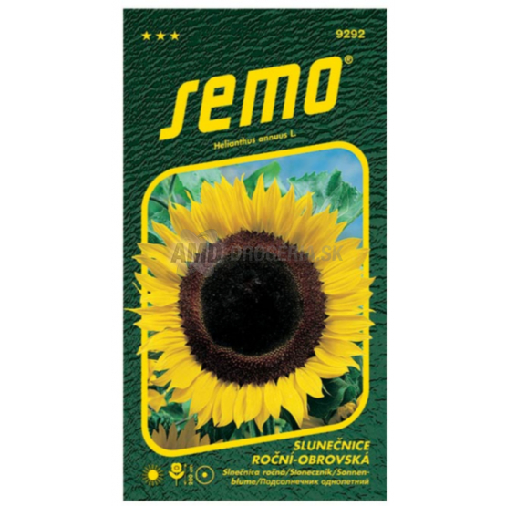SEMO SLNEČNICA RONČNÁ OBROVSKÁ 