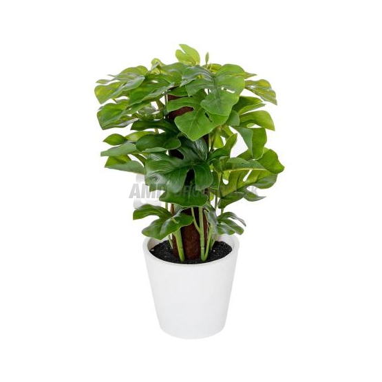 MONSTERA V PLASTOVOM KVETINÁČI 24 CM